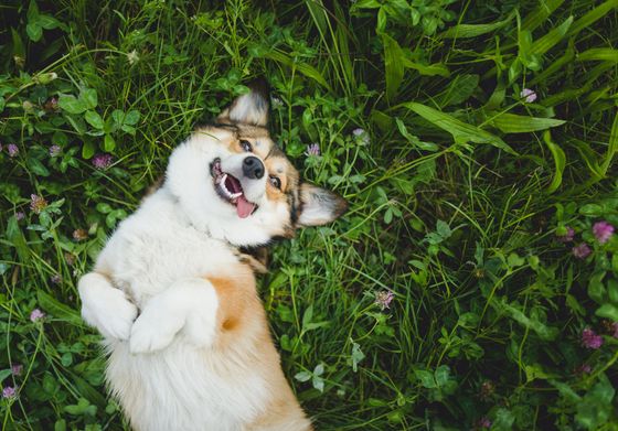 Un chien blanc et fauve, heureux, allongé sur l'herbe verte parsemée de fleurs roses, regarde l'objectif de la caméra.