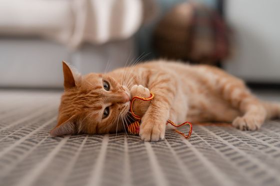 Chat roux allongé sur le sol, jouant avec un jouet en ficelle orange.
