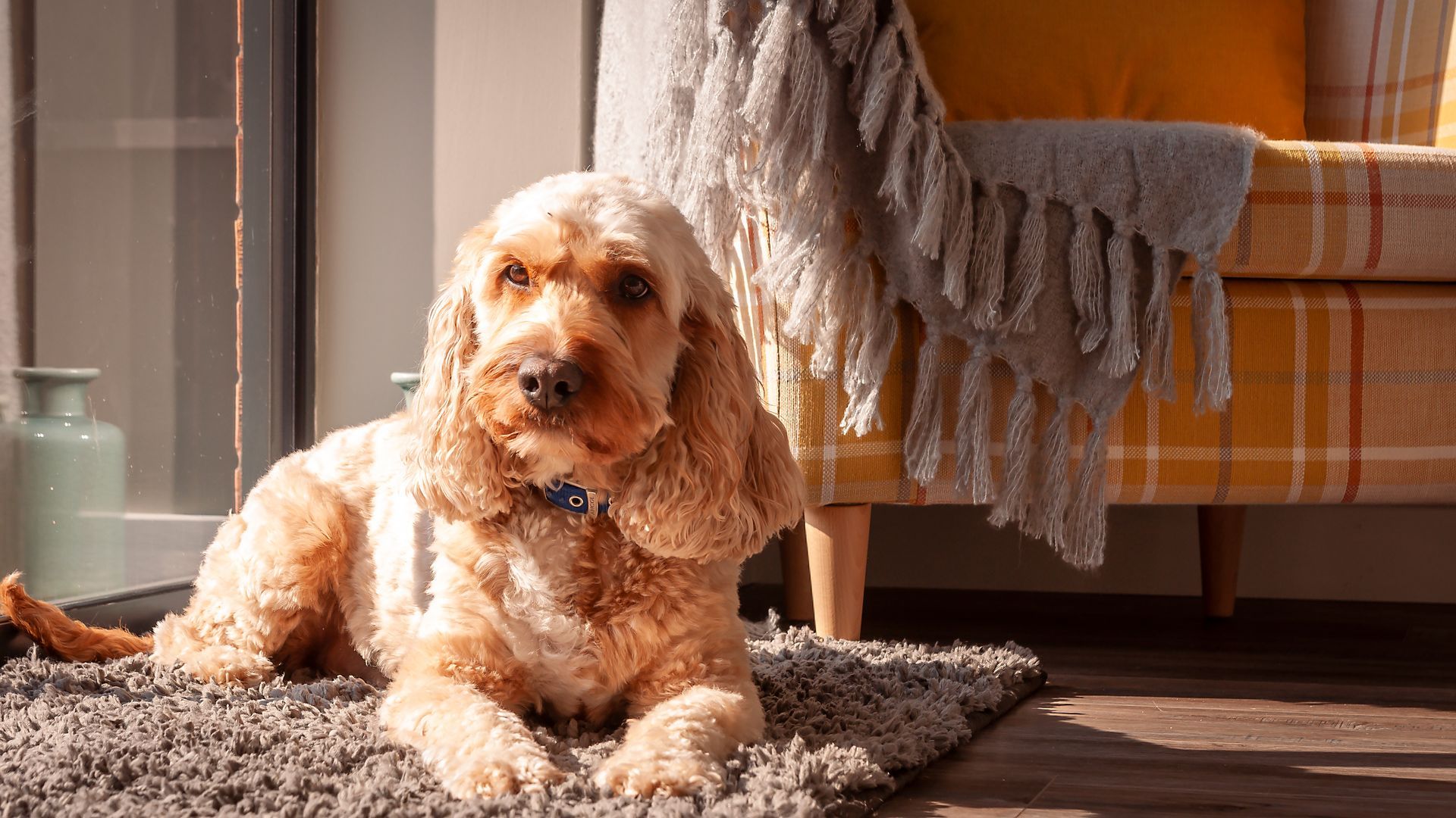 Un chien cockapoo.