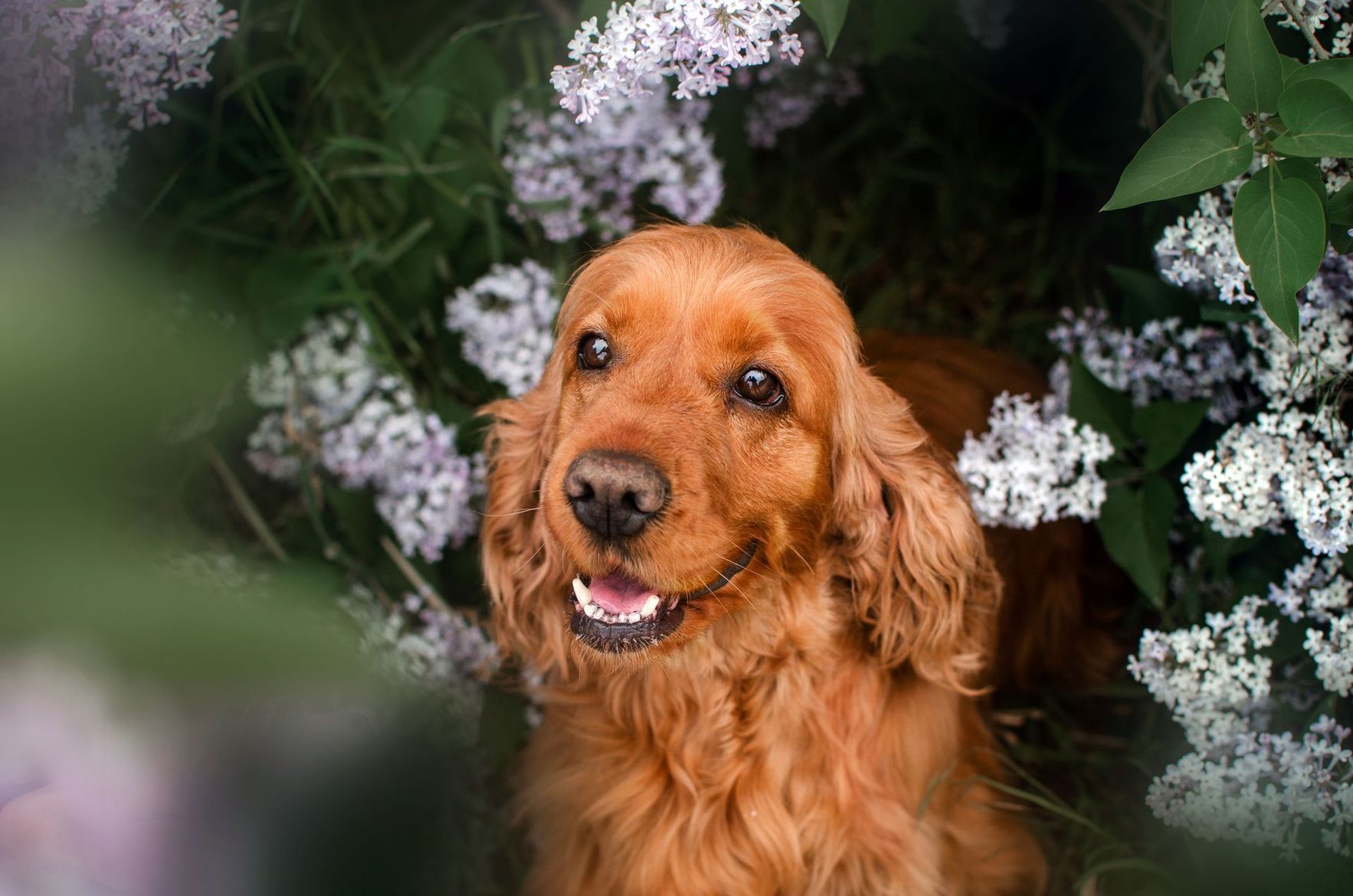 Golden retriever parmi des fleurs blanches, regardant l'objectif la gueule ouverte et une expression joyeuse.