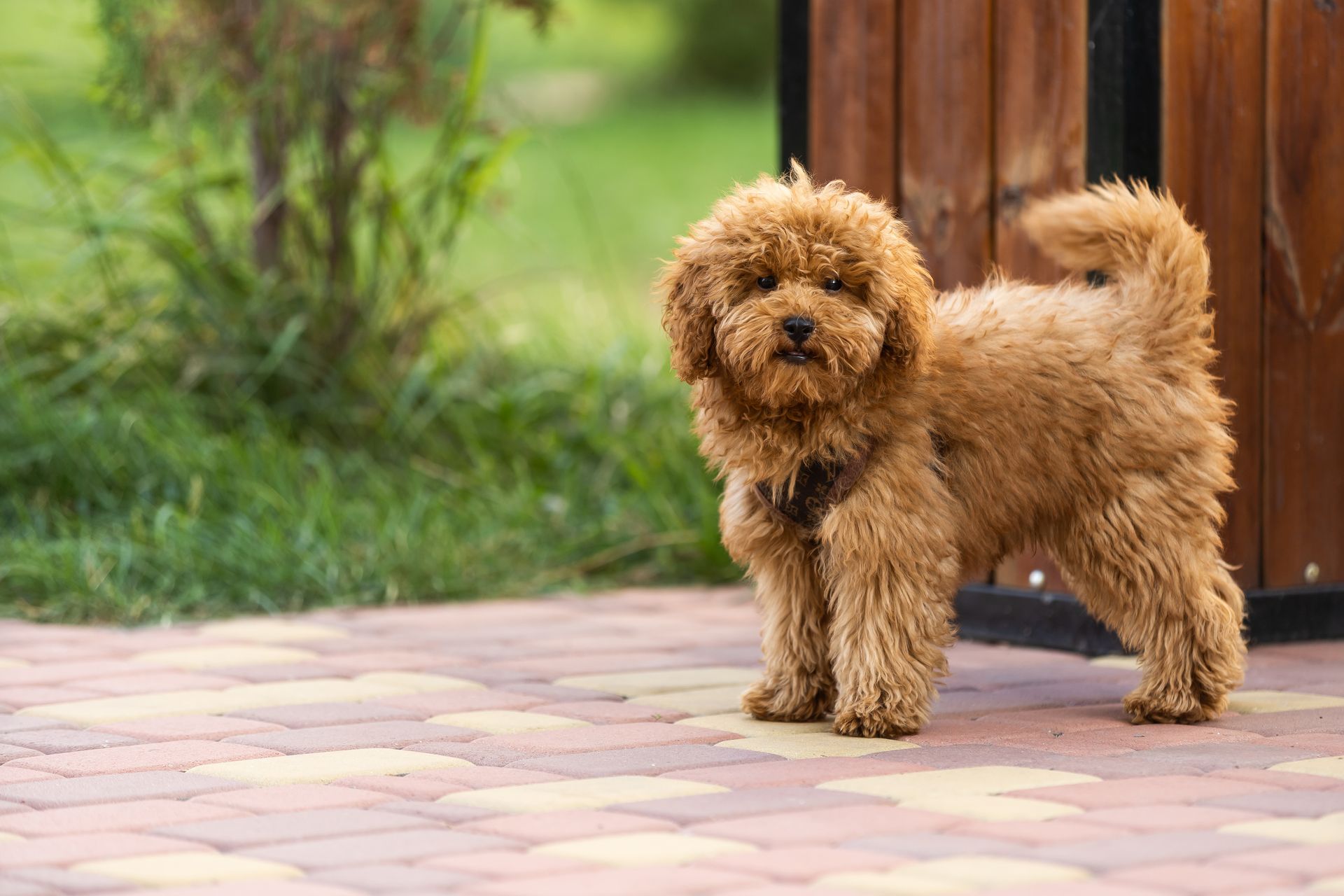 Un chien de race malitpoo.