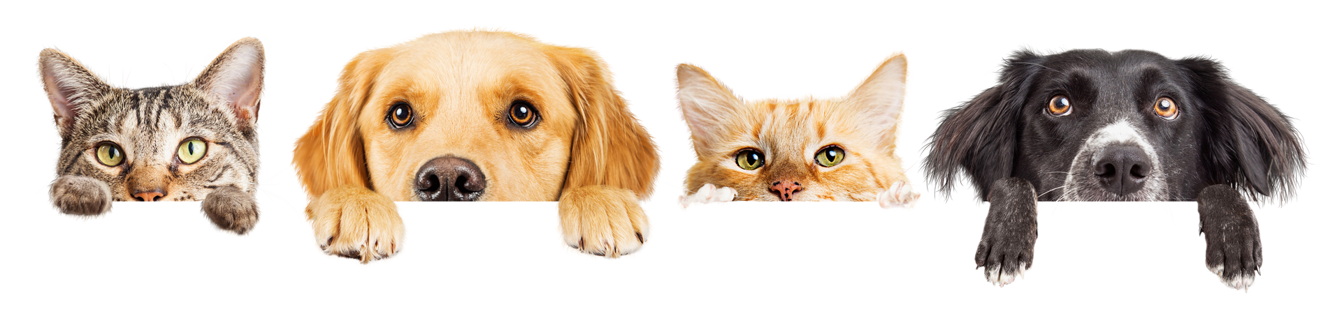 Deux chiens et chats de face, cachés derrière leurs pattes.