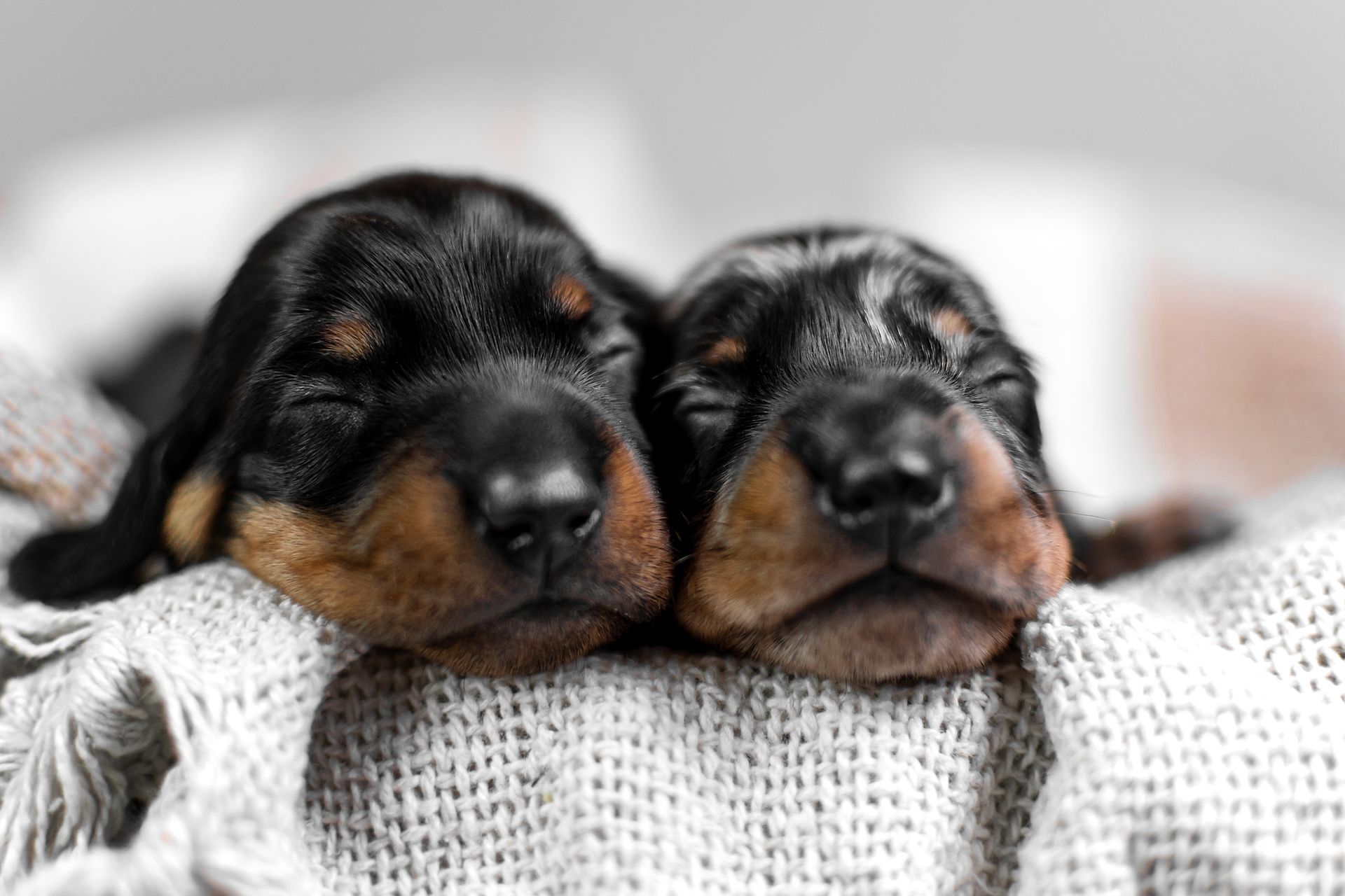 Deux chiots noirs et feu endormis, blottis l'un contre l'autre sur une couverture tricotée grise.