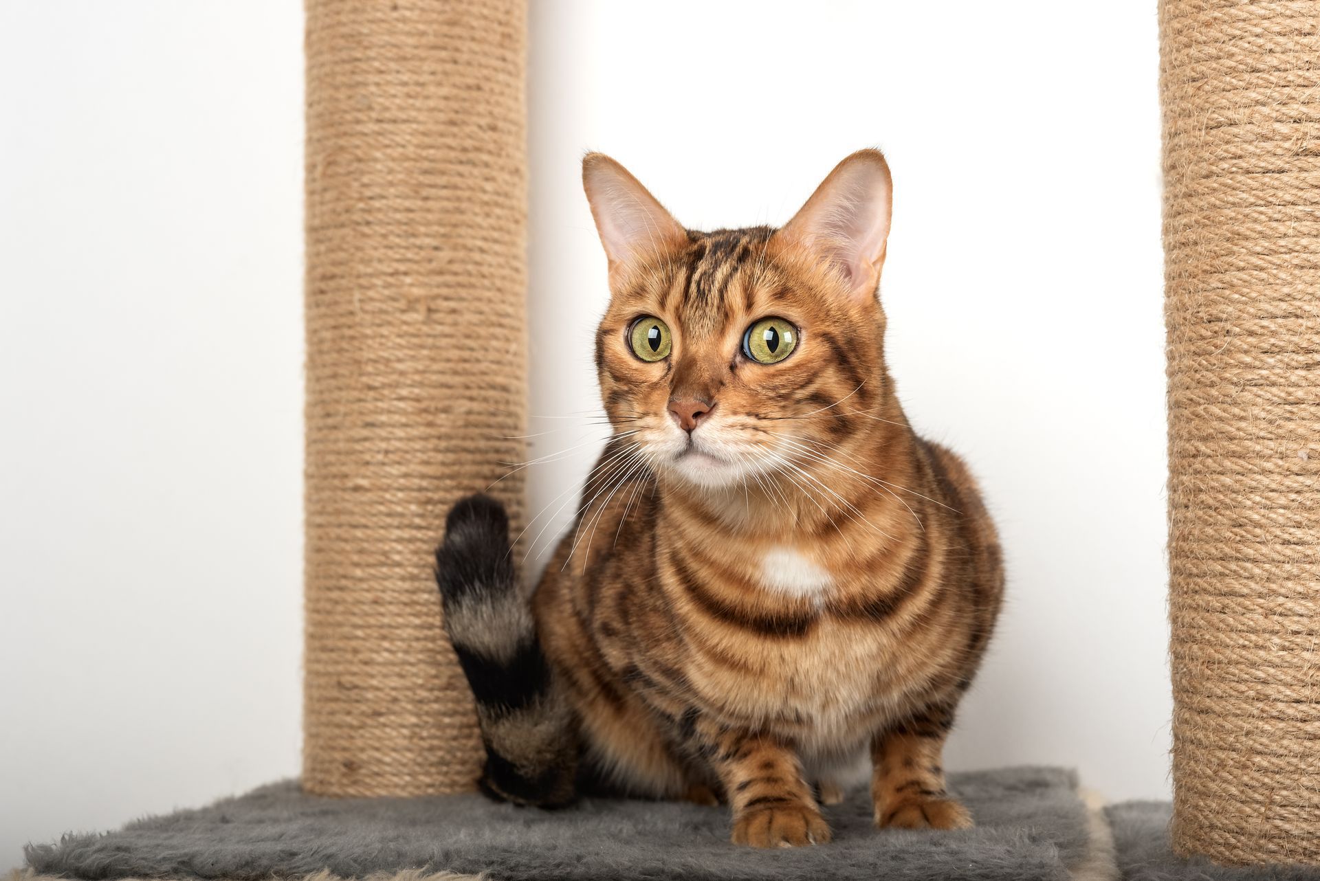 Un chat de race bengale.