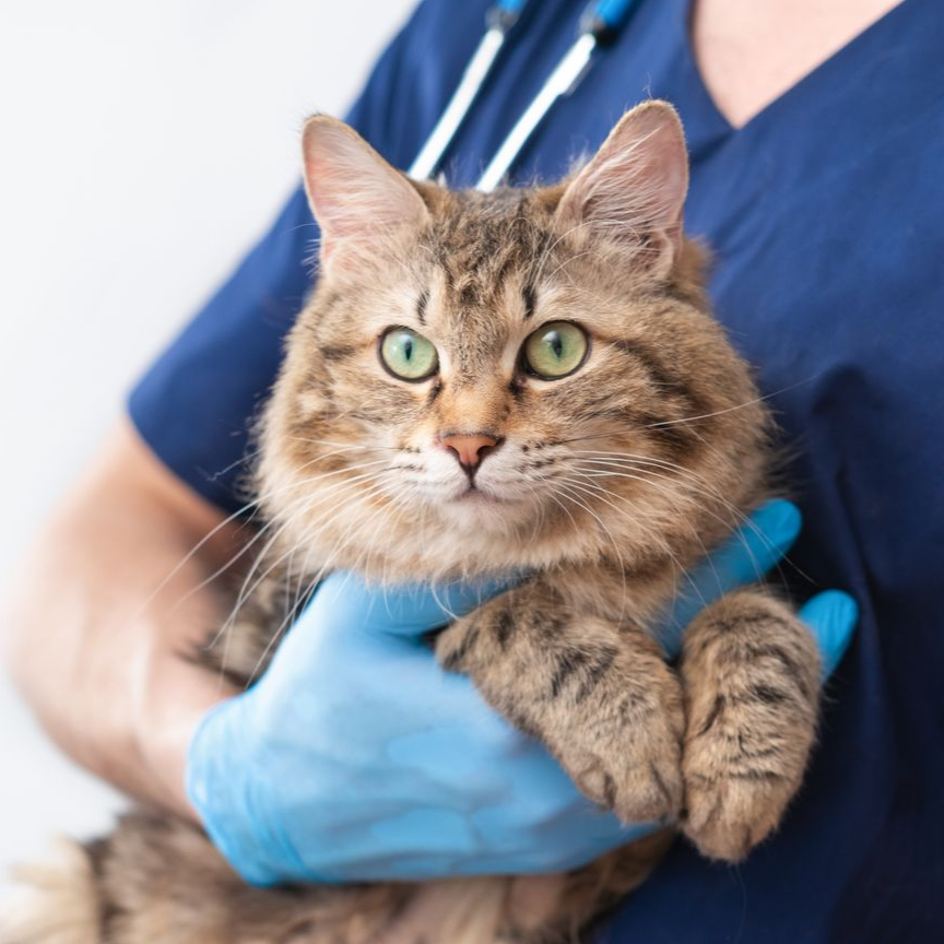 Un chat dans les bras d'un vétérinaire.