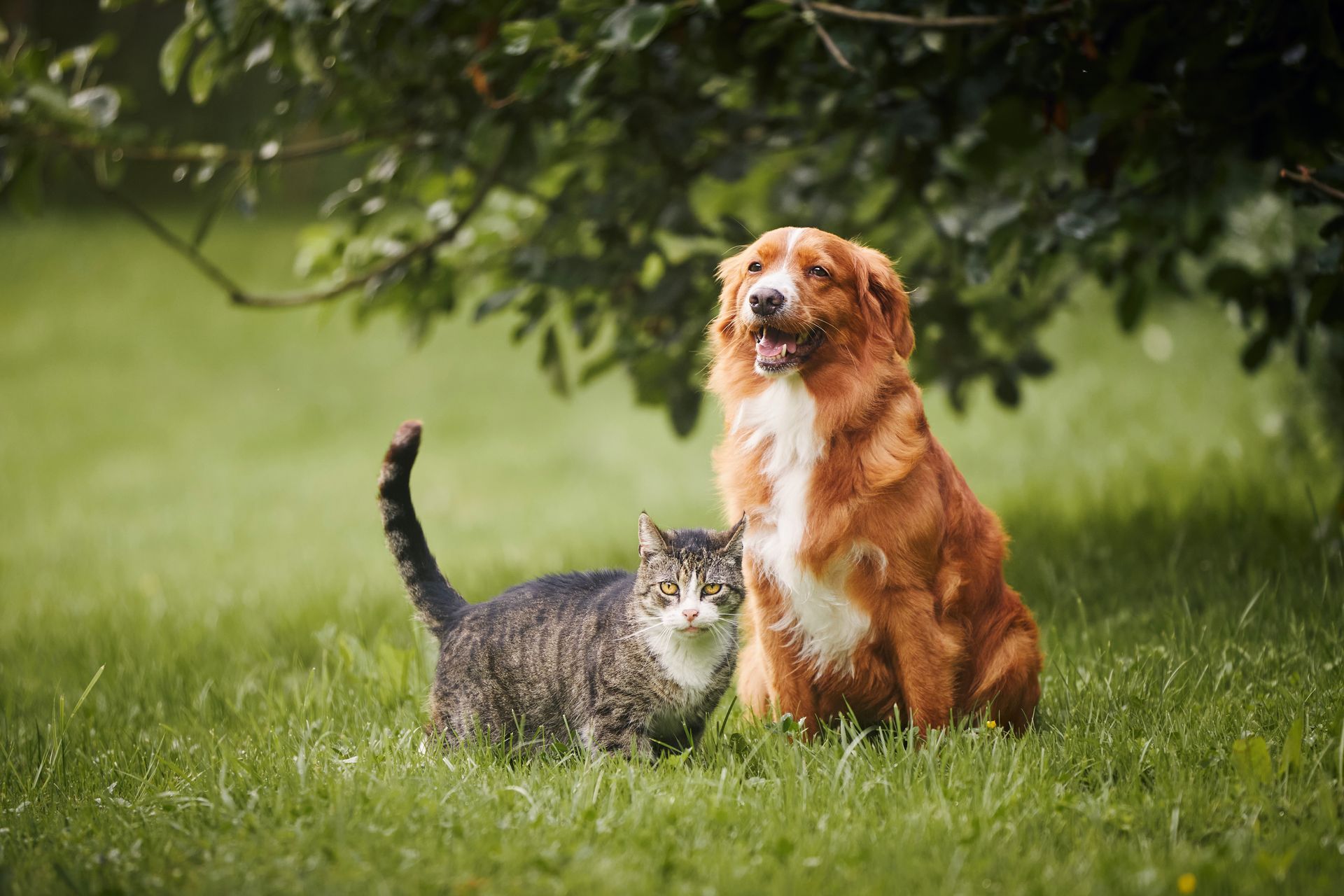 Un chien brun assis à côté d'un chat tigré gris dans l'herbe verte sous les arbres.