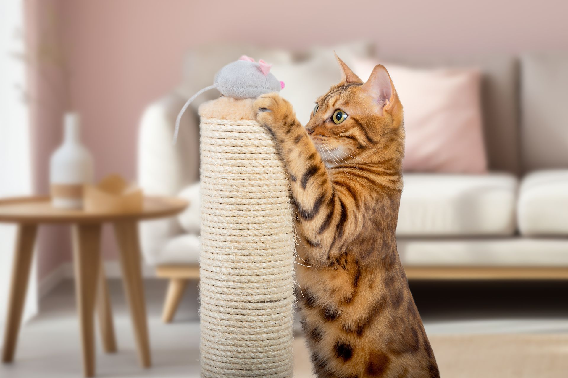 Un chat en train de faire ses griffes sur un support en corde.