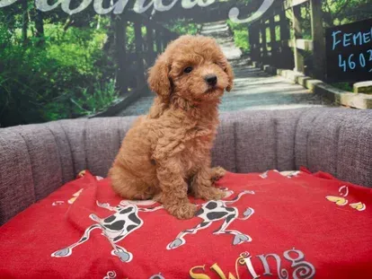Petit chiot brun frisé assis sur une couverture rouge sur un canapé gris.