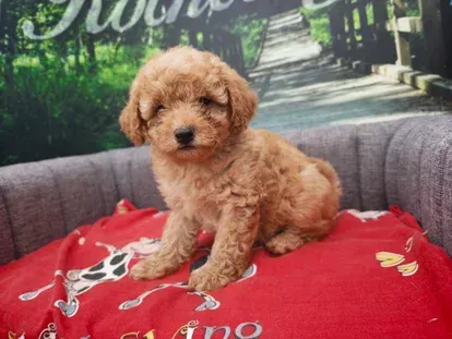 Petit chiot bouclé beige assis sur un canapé gris avec une couverture à motifs rouges.