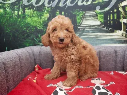 Un chiot brun bouclé est assis sur un canapé gris recouvert d'une couverture rouge, devant un décor de chemin de jardin.