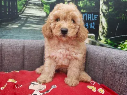 Petit chiot beige assis sur un canapé gris avec une couverture à motifs rouges derrière lui.