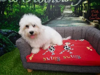 Petit chien blanc assis sur un coussin rouge à motif de crâne, sur un canapé d'extérieur gris.
