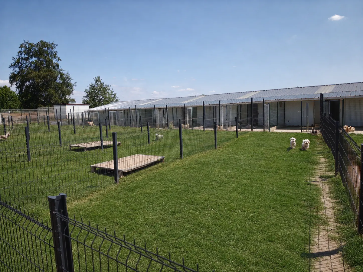 Enclos de l'élevage avec des chiens qui courrent.