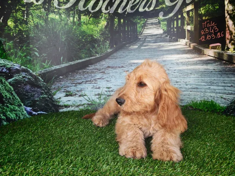 Un adorable petit chiot beige et duveteux est allongé dans l'herbe devant un chemin de pierre bordé d'arbres.