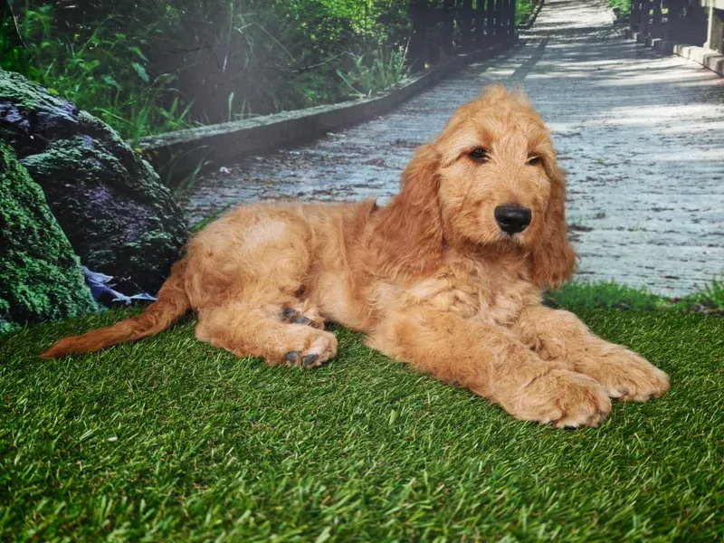 Chien brun doré allongé dans l'herbe au bord d'un chemin boisé.