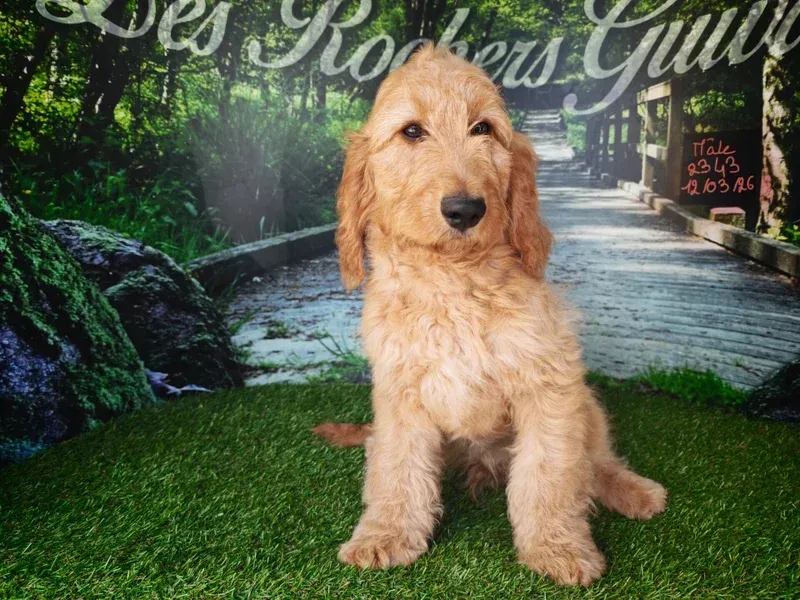 Chien doré à poil bouclé assis sur l'herbe devant un chemin de jardin et de la verdure.