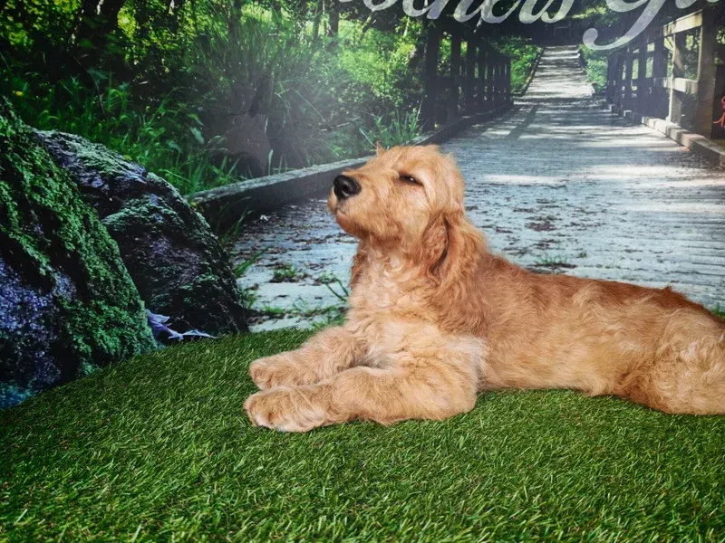 Golden retriever allongé sur l'herbe dans un chemin de jardin ensoleillé, près d'une végétation luxuriante.