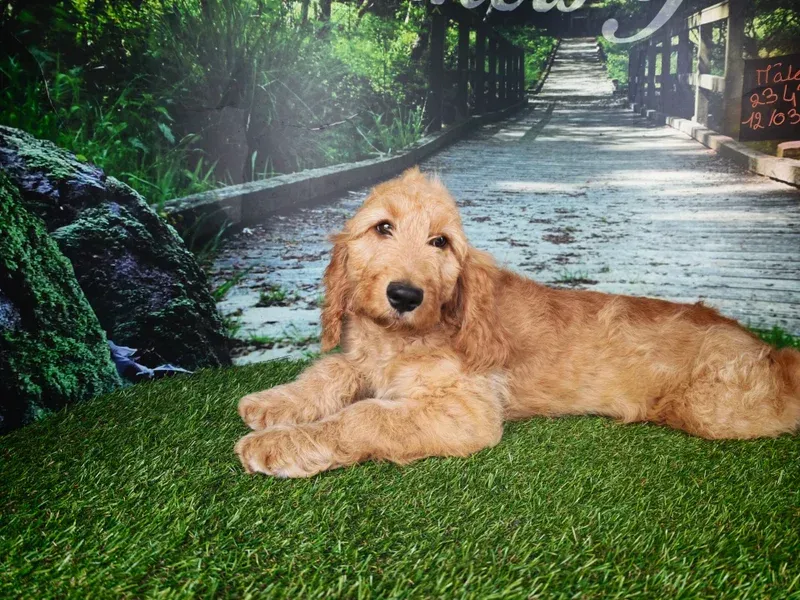 Un golden retriever allongé sur l'herbe verte au bord d'un chemin dans un jardin luxuriant.