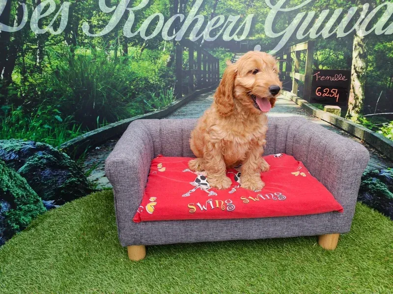 Petit chien beige assis sur un canapé gris avec un coussin rouge dans un jardin verdoyant.