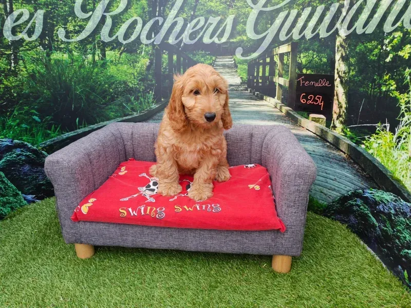 Un chiot assis sur un canapé gris avec une couverture rouge dans un cadre extérieur herbeux.