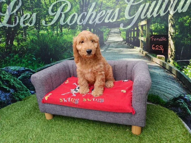 Un chiot brun est assis sur un canapé gris recouvert d'une couverture rouge, devant un fond représentant une forêt.