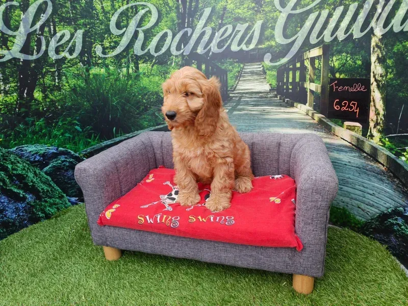 Petit chiot beige assis sur un canapé gris avec une couverture rouge, devant un décor de feuillage.