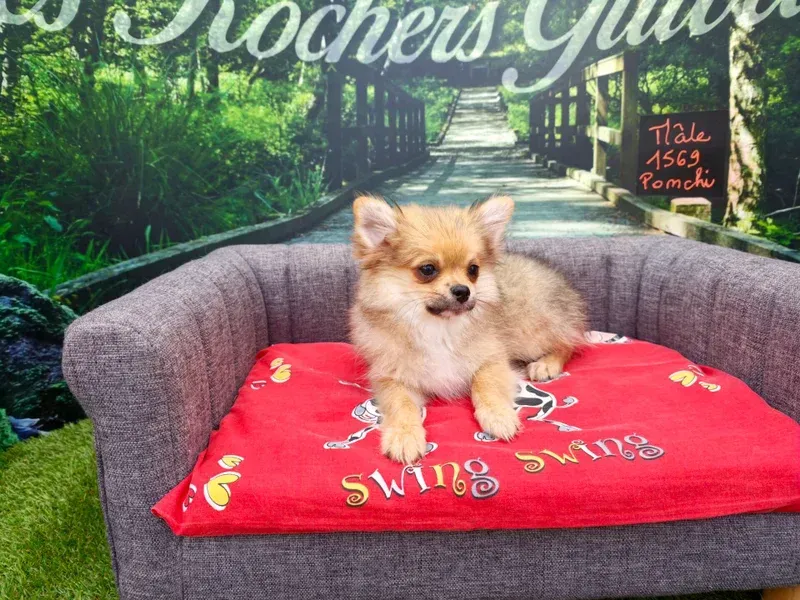 Petit chien beige allongé sur un canapé gris avec une couverture rouge dans un décor sur le thème du jardin.