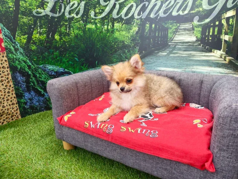 Petit chien beige allongé sur un canapé gris avec une couverture rouge dans un décor sur le thème du jardin.