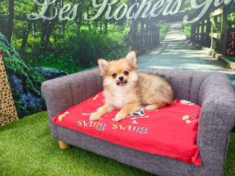 Petit chien beige allongé sur un canapé gris avec une couverture rouge devant une fresque murale représentant un jardin.