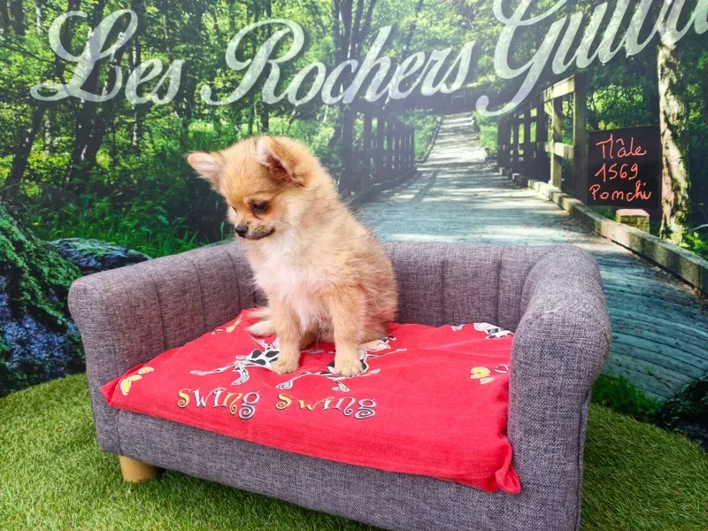 Un petit chiot beige est assis sur un canapé gris recouvert d'une couverture rouge, devant un décor à thème de jardin.