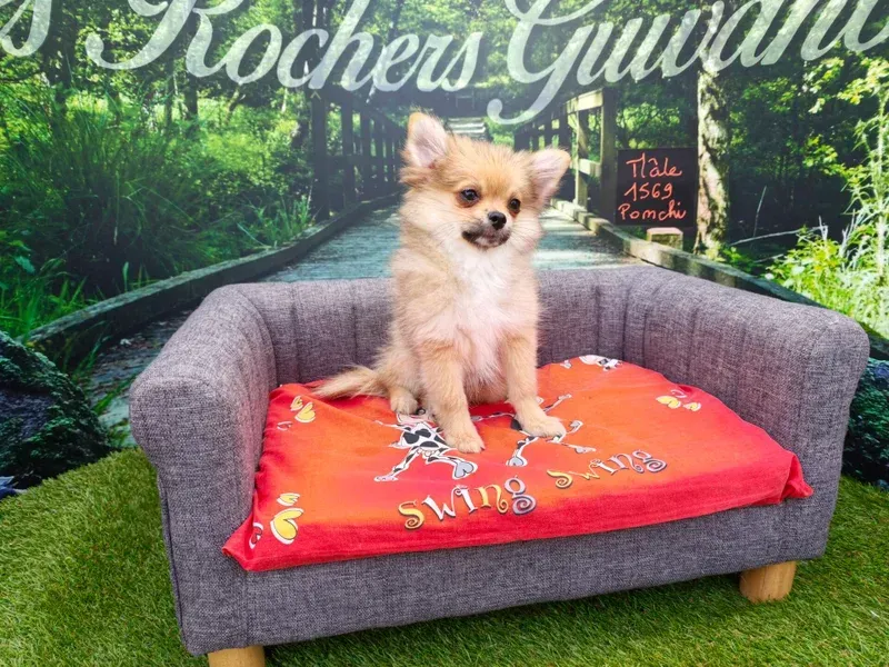 Petit chien beige assis sur un canapé gris avec un coussin rouge dans un décor sur le thème du jardin.