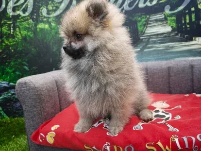 Un adorable chiot beige est assis sur un canapé gris recouvert d'une couverture rouge.