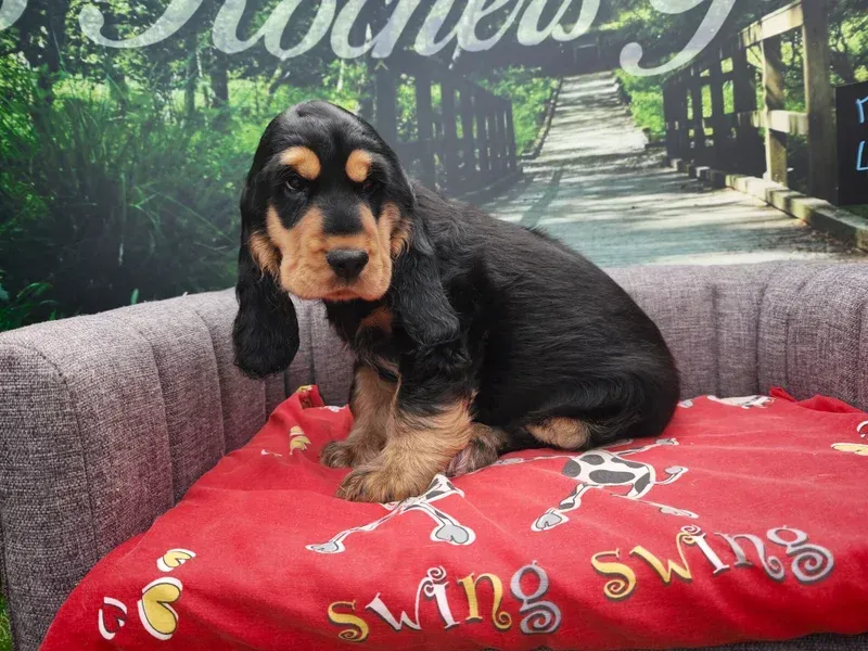 Un chiot noir et feu est assis sur une couverture rouge, sur un canapé, avec un chemin de jardin en arrière-plan.