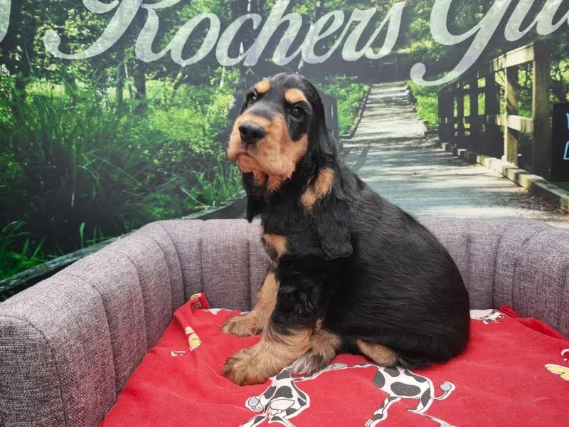 Un chiot noir et feu assis dans un panier gris pour chien avec une couverture rouge, devant un décor de jardin.
