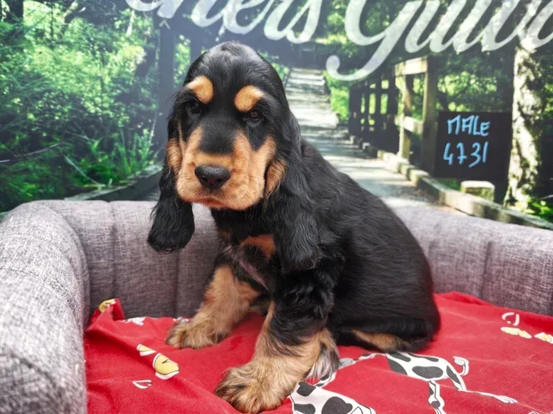 Un chiot noir et feu est assis sur une couverture rouge dans un fauteuil gris, avec une pancarte manuscrite en arrière-plan.