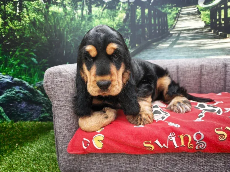 Un chiot noir et feu se repose sur une couverture rouge à l'extérieur, sur un siège ressemblant à un canapé.