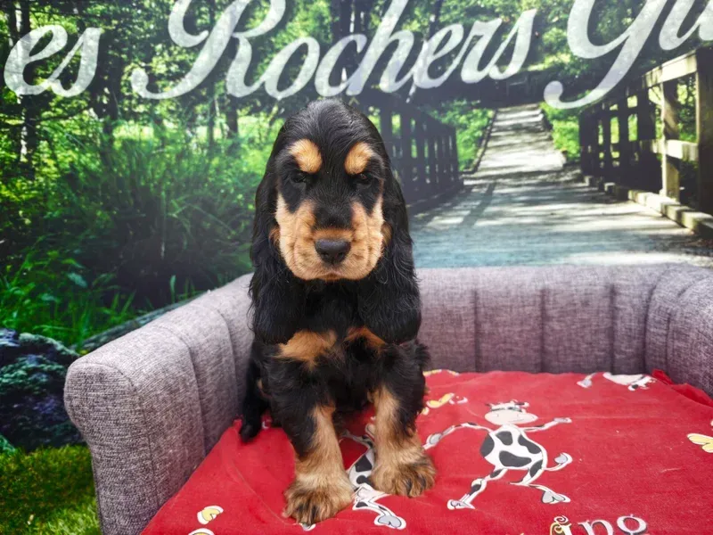 Un chiot noir et feu assis sur un canapé gris avec une couverture rouge dans un décor à thème de jardin.