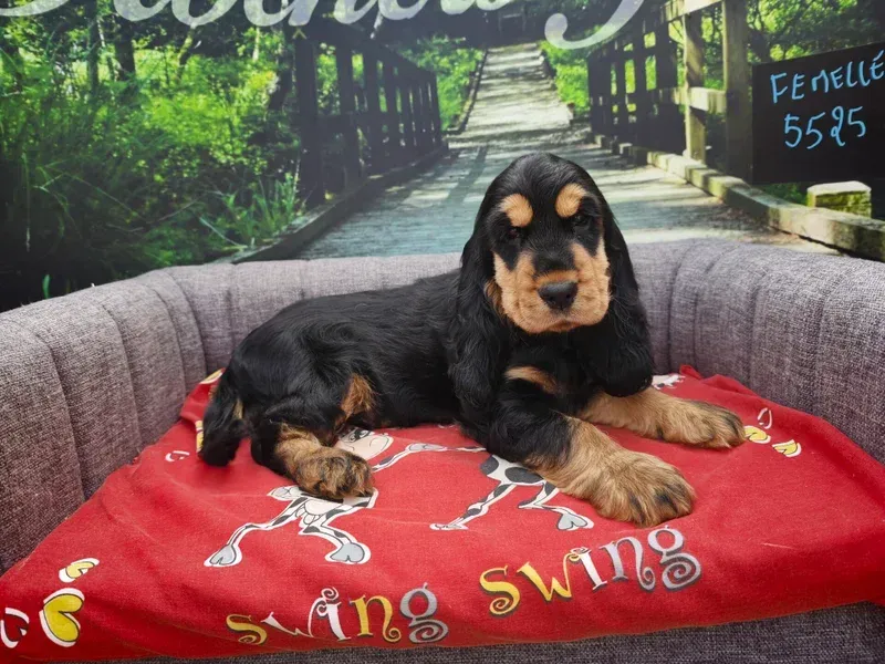 Un chiot noir et feu allongé sur une couverture rouge sur un canapé gris dans un décor à thème de jardin.