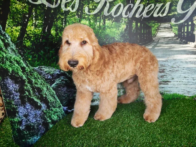 Chien doré au pelage bouclé debout sur une pelouse verte avec une forêt en arrière-plan.