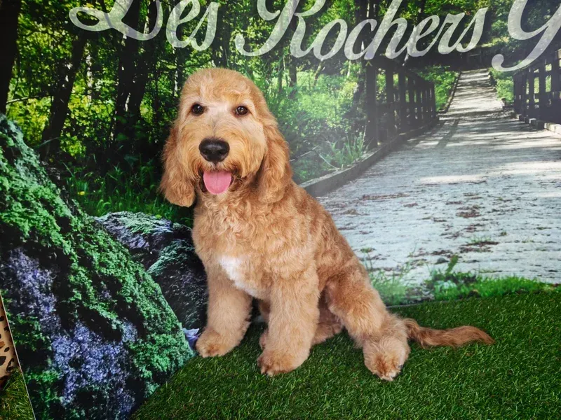 Un golden doodle assis sur l'herbe verte devant un chemin de jardin, la langue sortie et souriant.