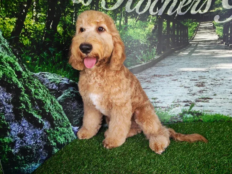 Chiot cocker spaniel doré assis sur l'herbe verte devant un chemin de jardin en arrière-plan.