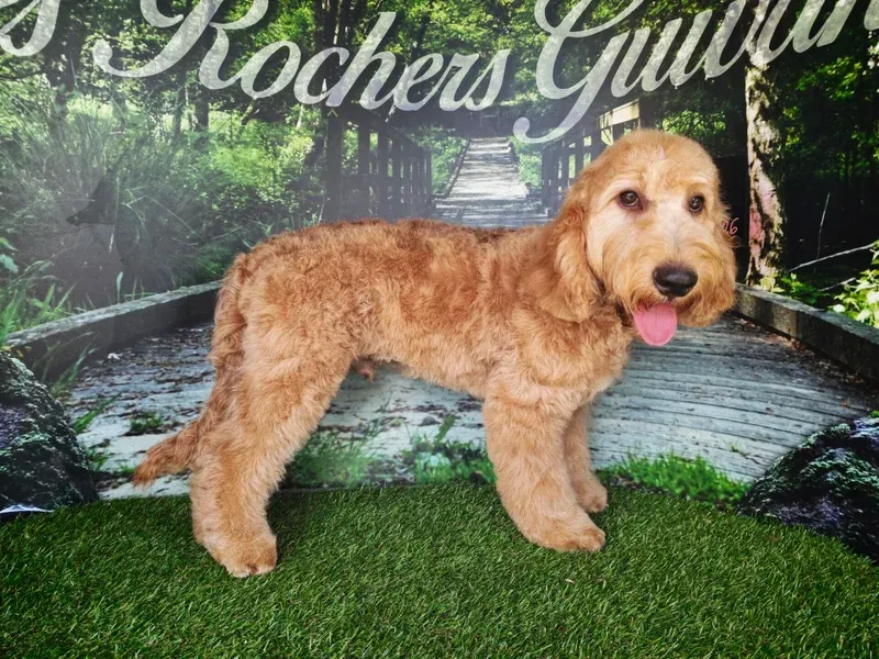 Chien brun doré debout sur l'herbe verte devant une fresque, la langue sortie.