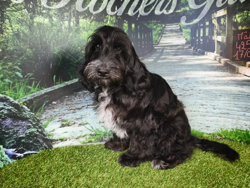 Chien noir à poil long assis sur l'herbe verte devant un chemin de jardin en arrière-plan..