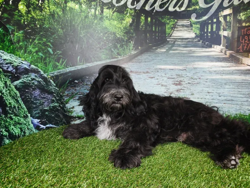 Petit chien noir allongé sur l'herbe verte devant une fresque représentant un chemin bordé d'arbres.