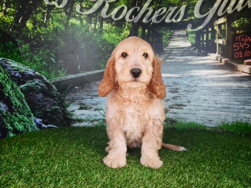 Petit chiot beige assis sur l'herbe verte devant un chemin de jardin en arrière-plan.