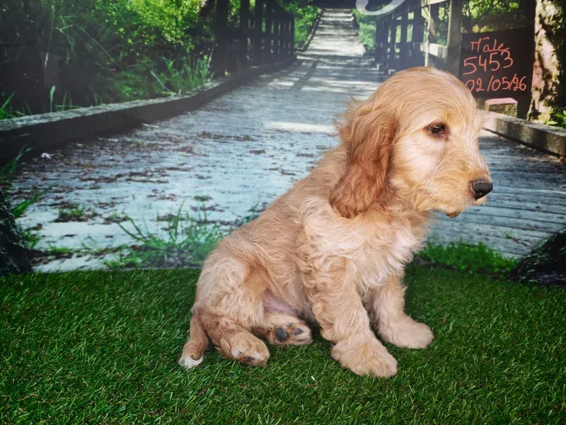 Petit chiot beige assis sur l'herbe verte devant un chemin humide et un fond de feuillage.