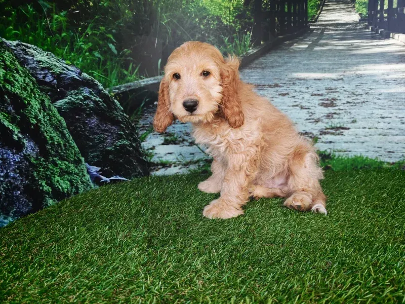 Petit chiot beige assis sur l'herbe verte au bord d'un chemin de pierres dans un jardin.