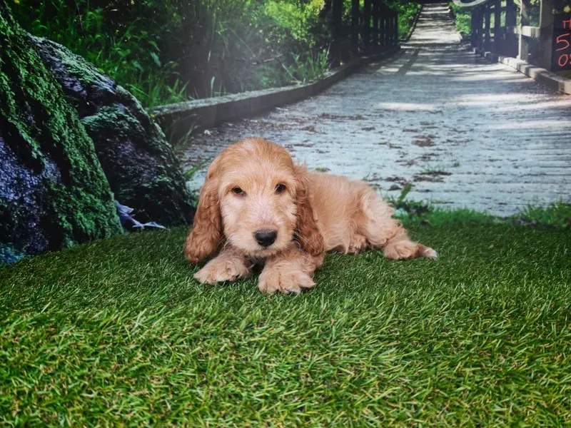 Un chiot golden retriever allongé sur l'herbe verte au bord d'un chemin de pierres, avec un jardin boisé en arrière-plan.