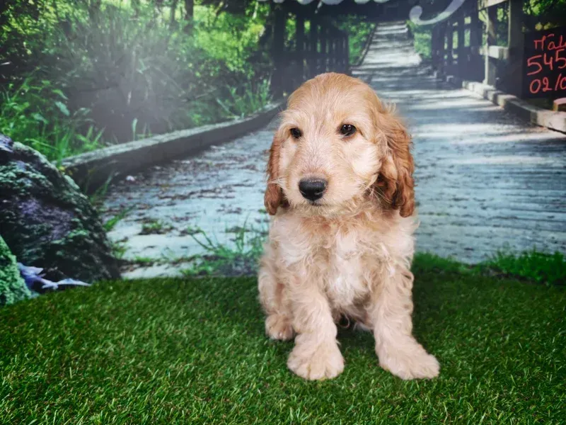 Chiot golden retriever assis sur l'herbe devant un joli chemin de jardin en arrière-plan.