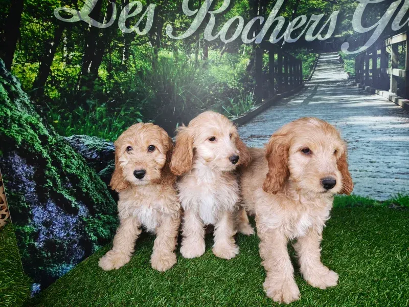 Trois adorables chiots dorés assis dans l'herbe devant un sentier forestier en arrière-plan.